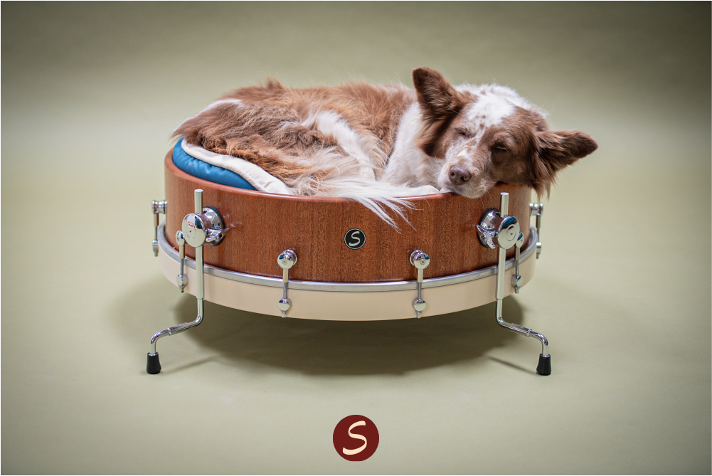 Shop dog, Carol, sleeping in custom drum dog bed made from Mahogany.  This was the leftovers from a kick drum we custom built for a customer